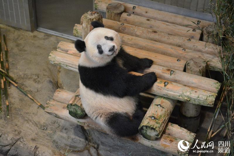 旅居日本東京動物園大熊貓 “香香”。（圖片由中國大熊貓保護研究中心提供）