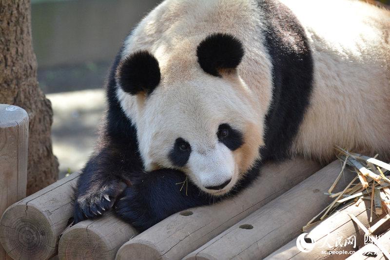 旅居日本東京動物園大熊貓 “仙女”。（圖片由中國大熊貓保護研究中心提供）