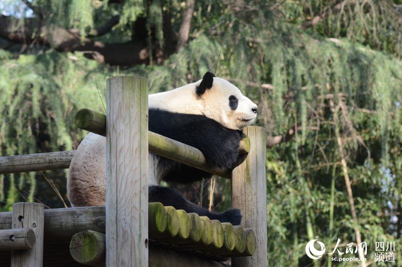 旅居日本東京動物園大熊貓 “比力”。（圖片由中國大熊貓保護研究中心提供）