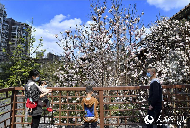 市民在小區外賞花。 張勇 攝