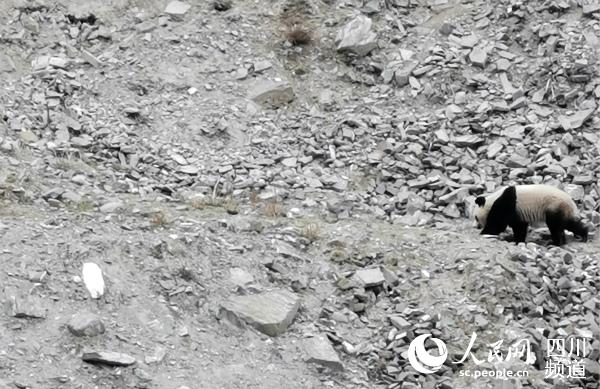 村民拍下的野生大熊猫（图片由村民提供）