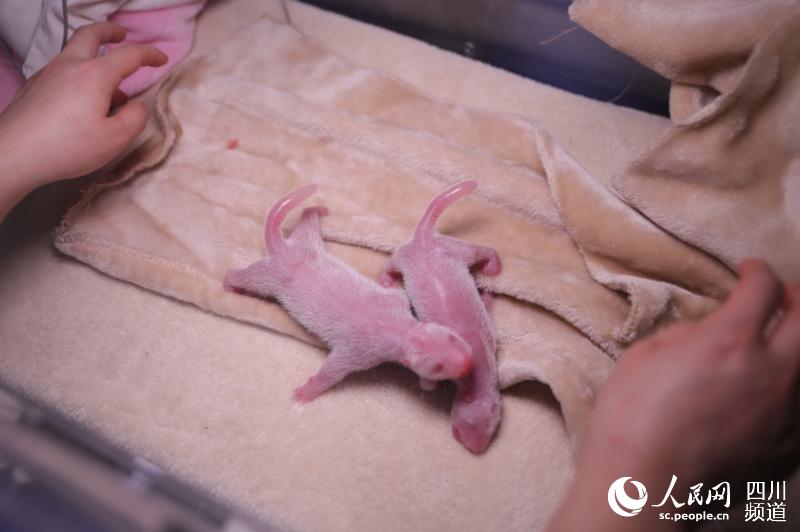 3月17日，剛出生的2020年全球首對圈養大熊貓雙胞胎。圖片由成都大熊貓繁育研究基地提供