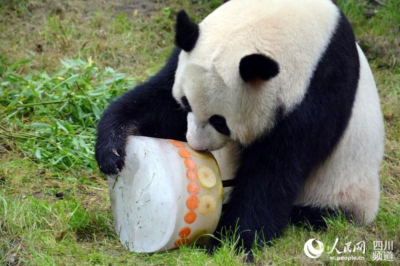 大熊貓武雯。圖片由中國大熊貓保護研究中心提供