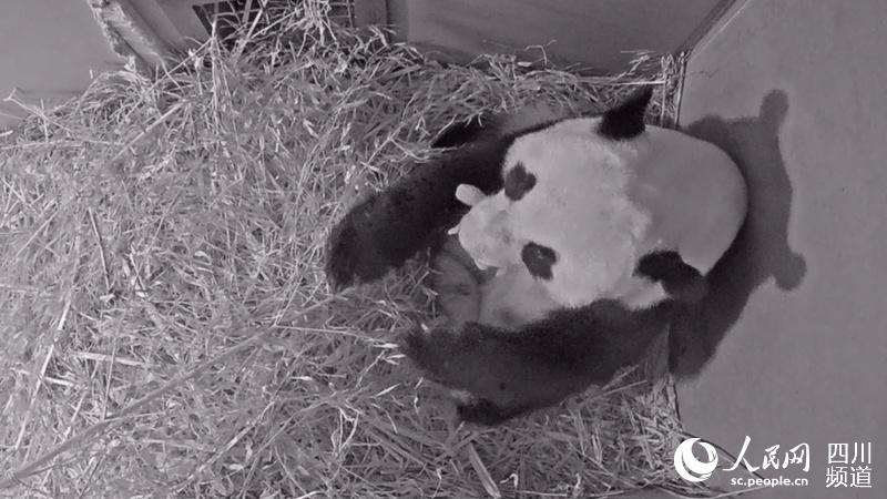 大熊貓武雯產仔。圖片由中國大熊貓保護研究中心提供