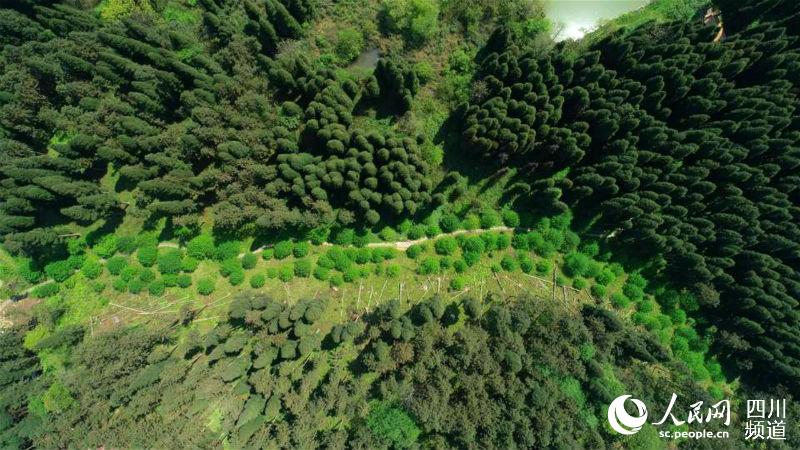 雲湖公園旅游步道珙桐廊道。綿竹市融媒體中心供圖