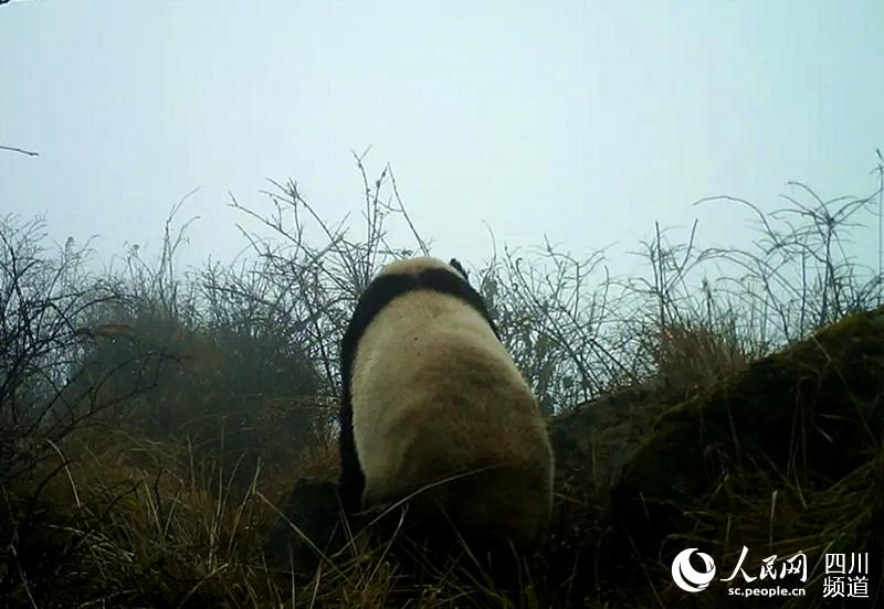 拍攝到的大熊貓背影。九頂山自然保護區綿竹管理站供圖