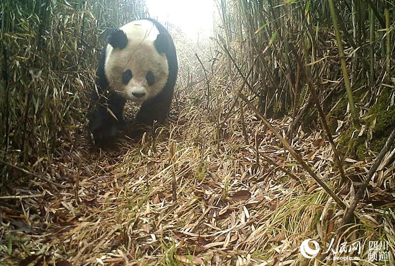 拍攝到的大熊貓的正面。九頂山自然保護區綿竹管理站供圖