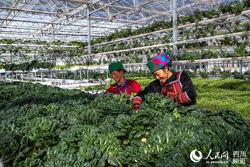 農發行四川省分行信貸支持的昭覺縣虹谷拉達現代農業產業園。農發行四川省分行供圖