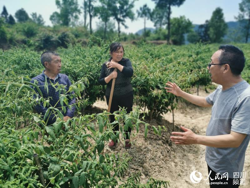 張達（右一）給任宗偉講解金銀花管護技術。王興元 攝