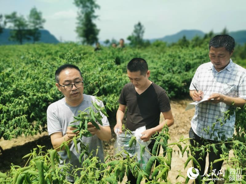 張達（左一）和工作人員對金銀花取樣，以便檢測產品質量、重金屬含量等。王興元 攝