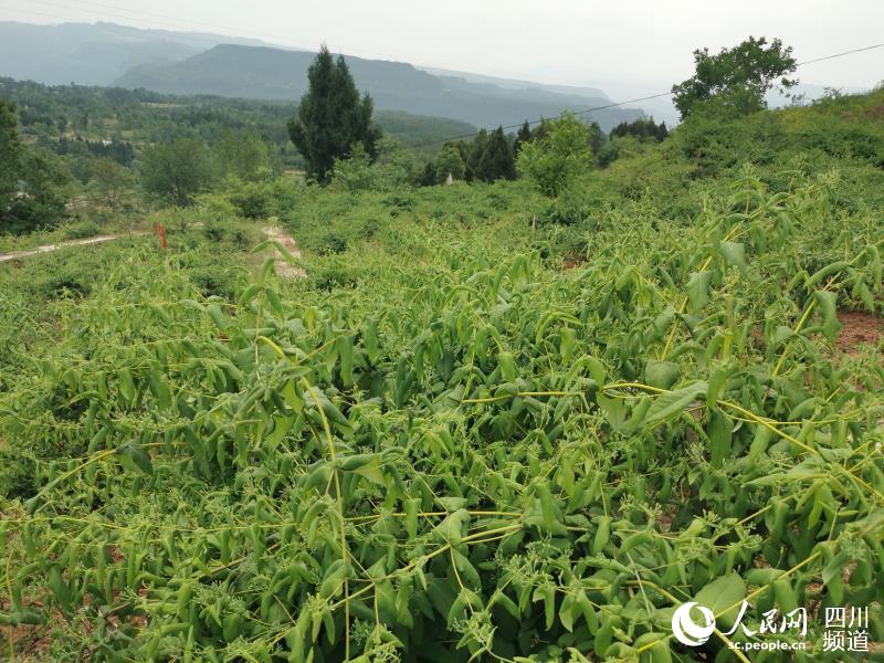 觀光山村金銀花園一角。王興元 攝