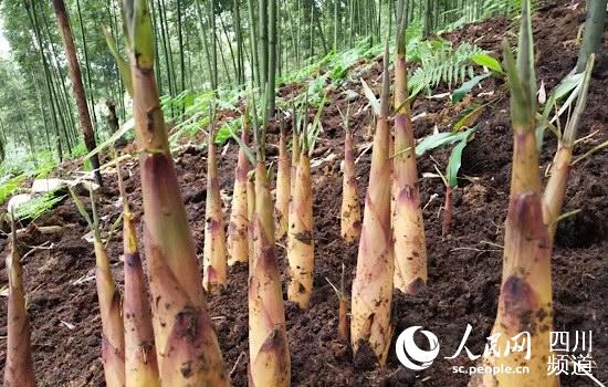 邬高林下种植专业合作社的苦笋,采用雷竹覆盖技术以后,产量产值提高.