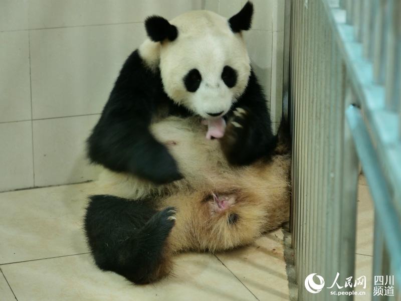 大熊猫“鑫鑫”及幼崽。张贵权摄