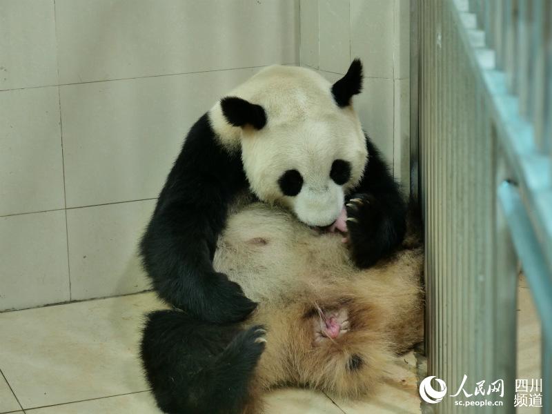 大熊猫“鑫鑫”及幼崽。张贵权摄