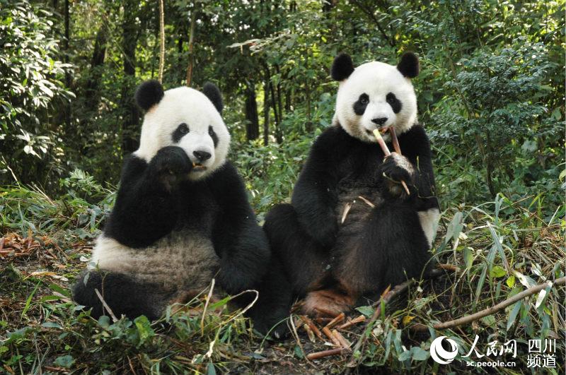大熊猫“团团”“圆圆”。台北动物园供图