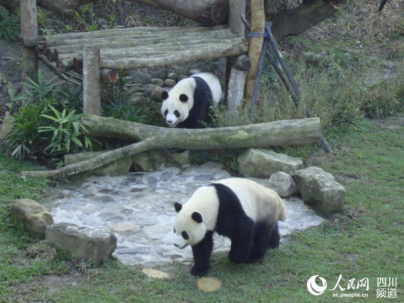 大熊貓“團團”“圓圓”。台北動物園供圖