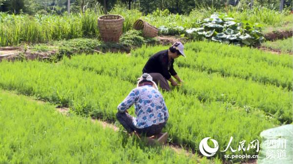 當地村民在合作社務工。恩陽區融媒體中心供圖