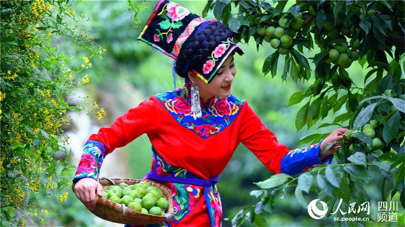 採摘李子的薩朗妹。茂縣融媒體中心供圖
