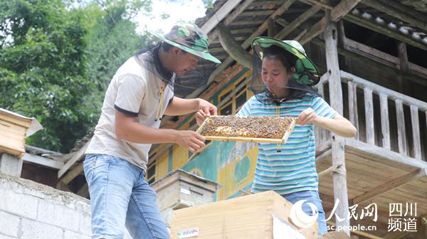 黃江萍和丈夫正在看養的蜂。華龍網陳毅 攝