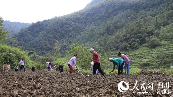 “菜司令”張樹學與蔬菜隊正在地裡干活。華龍網記者陳毅 