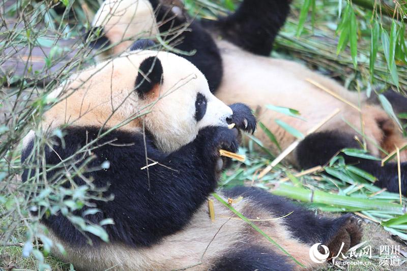大熊猫“芝麻”的“侧颜杀”。成都大运会组委会供图