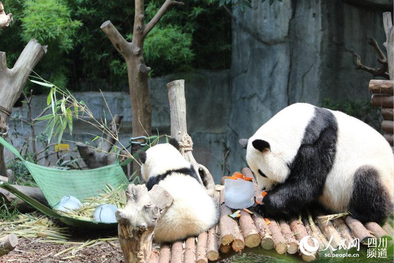 吃冰降溫的大熊貓。成都大熊貓繁育研究基地供圖