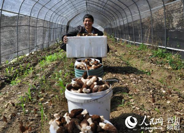 羊肚菌豐收，村民笑開顏。甘孜外宣供圖
