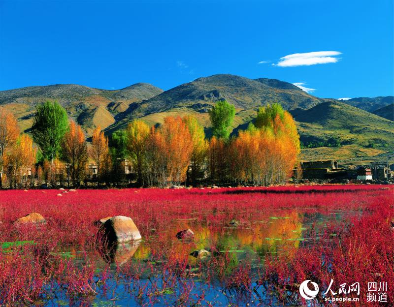 紅草地。稻城外宣供圖