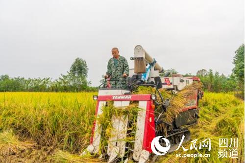 溫江首屆水稻田間收割觀摩體驗活動。張志強 供圖
