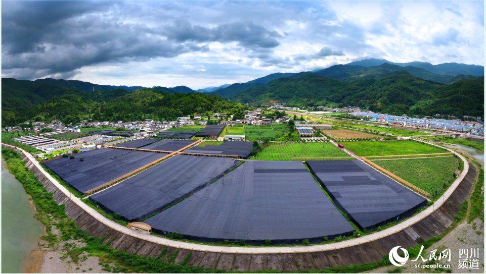 現代農業產業園。青川融媒體中心供圖