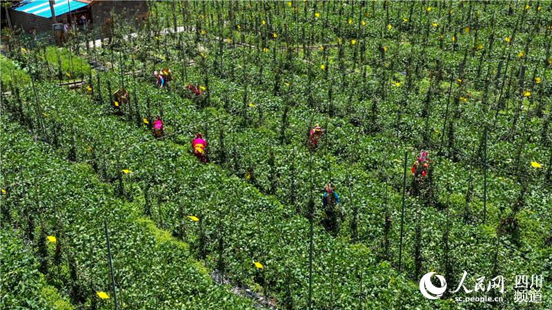 "苹果 蔬菜"套种基地.茂县融媒体中心供图