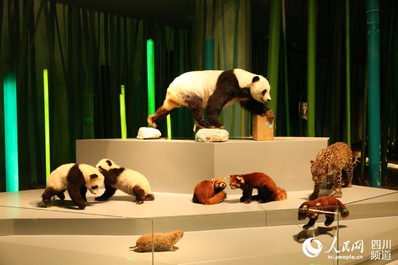 大熊貓博物館現場。成都大熊貓繁育研究基地提供