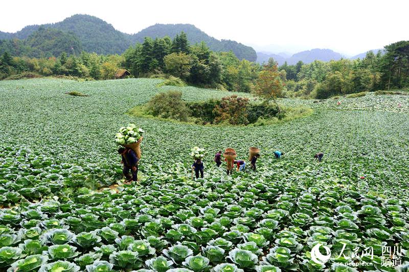 曾家山蔬菜種植基地。廣元市朝天區委宣傳部供圖