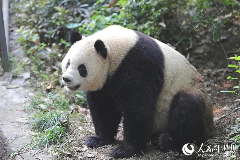 憨態可掬的大熊貓。成都大熊貓繁育研究基地供圖