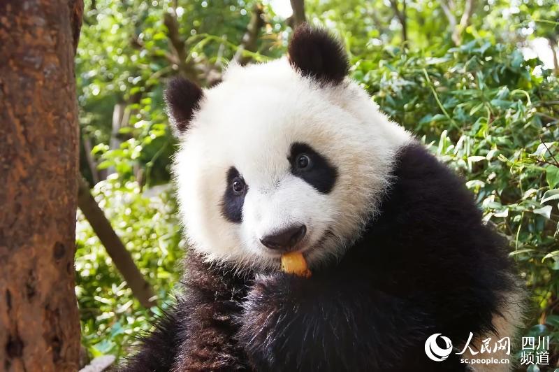 憨態可掬的大熊貓。成都大熊貓繁育研究基地供圖