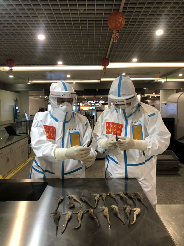 成都雙流機場海關關員查獲的海馬干。成都海關供圖