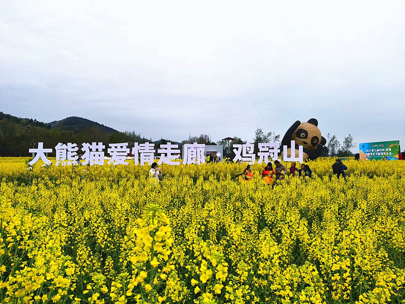 游客在油菜田裡游玩。崇州市融媒體中心供圖