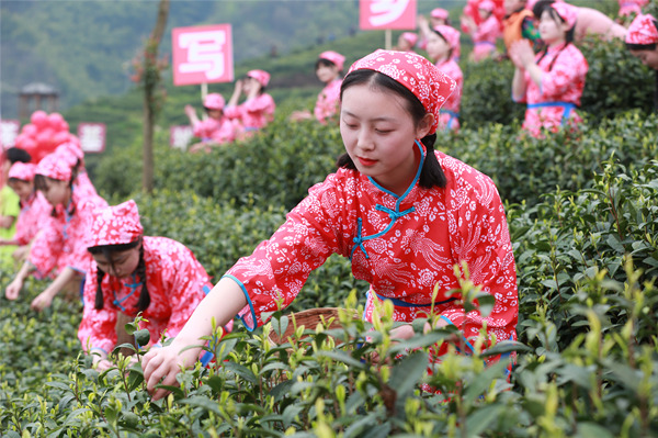 在喜悅歡快的音樂聲中，採茶姑娘開始採茶。大竹縣宣傳部供圖