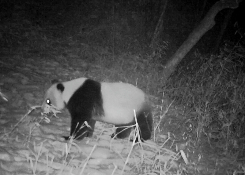 红外线相机拍摄到的大熊猫。青川县融媒体中心供图
