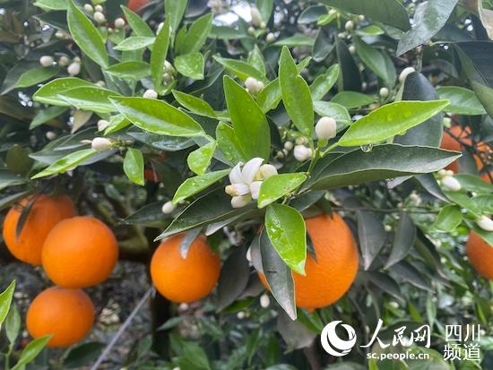 ������ͬ������ۡ���������