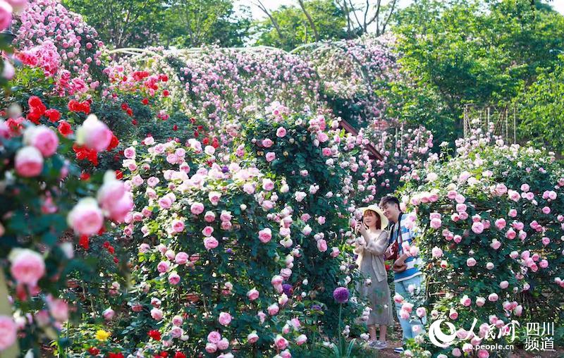 來自世界各地700余種各色玫瑰花競相綻放。張超攝