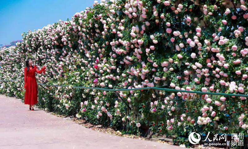 圖為長達千米的“玫瑰花牆”。張超攝
