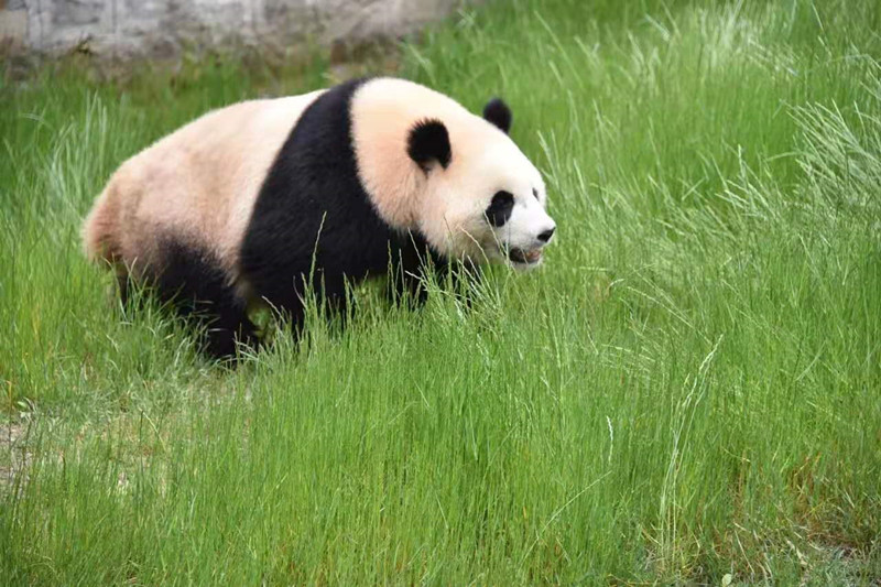 甲勿海大熊猫保护研究园中的熊猫。九寨沟县融媒体中心供图