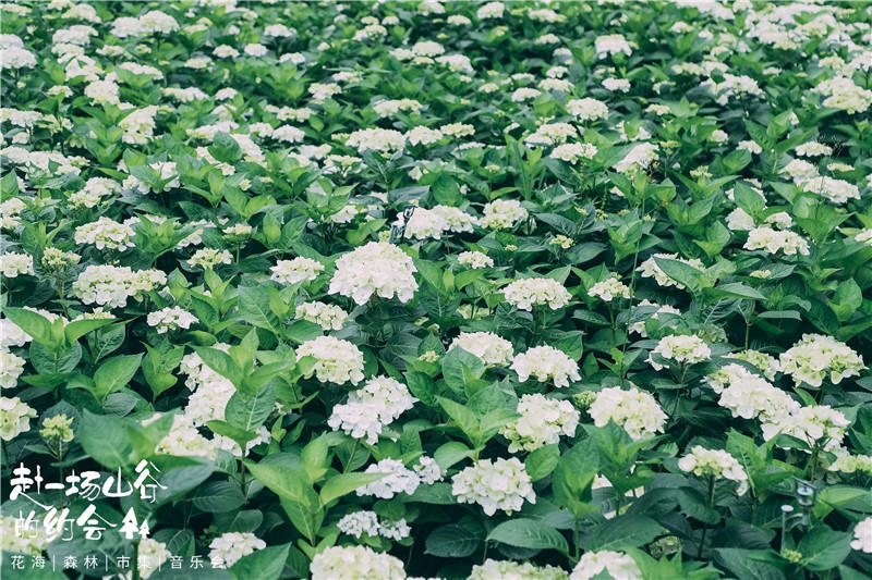 彭州鹿野花塔美景。主辦方供圖