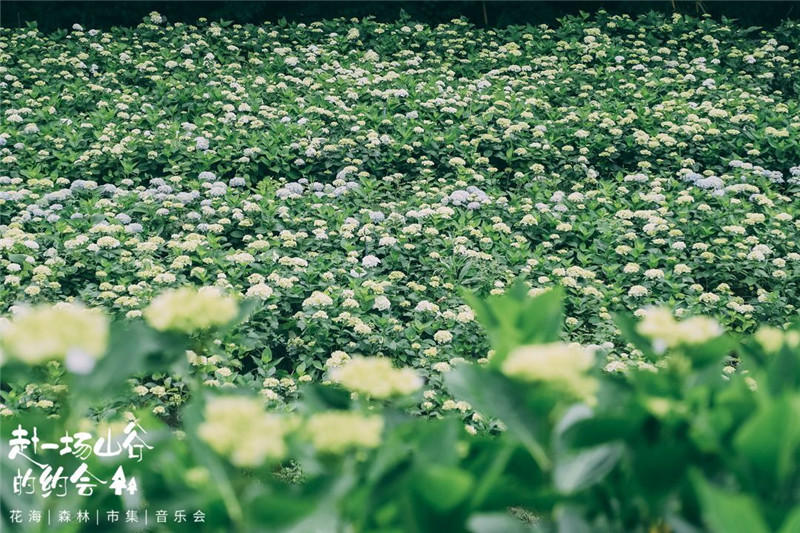 彭州鹿野花塔美景。主辦方供圖