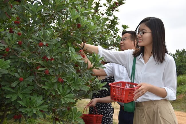 自贡荣县度佳镇1200亩甜甜杨梅等你摘