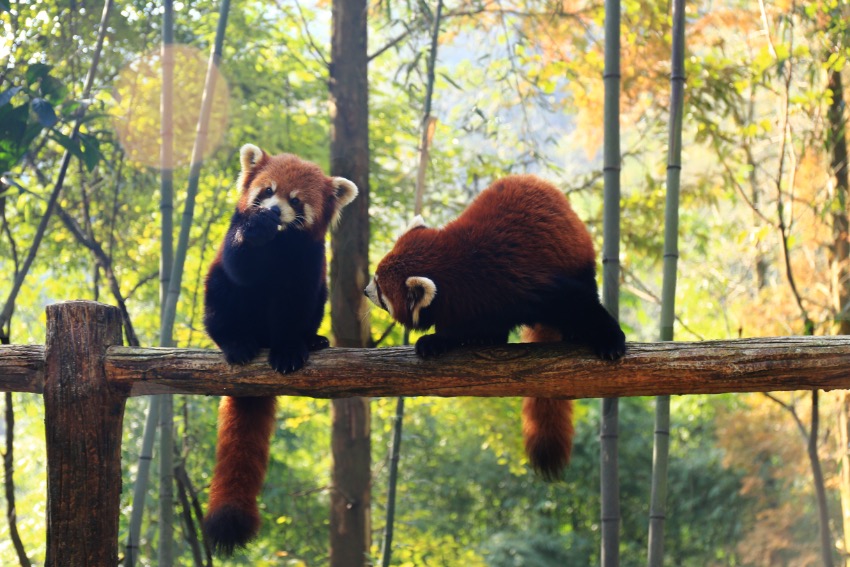 生活在熊貓谷的小熊貓。成都大熊貓繁育研究基地供圖