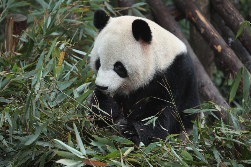 生活在熊貓谷的大熊貓。成都大熊貓繁育研究基地供圖