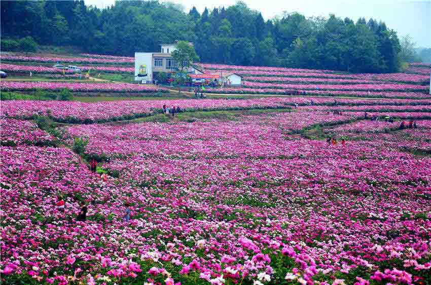 中江芍藥谷。中江縣委宣傳部供圖