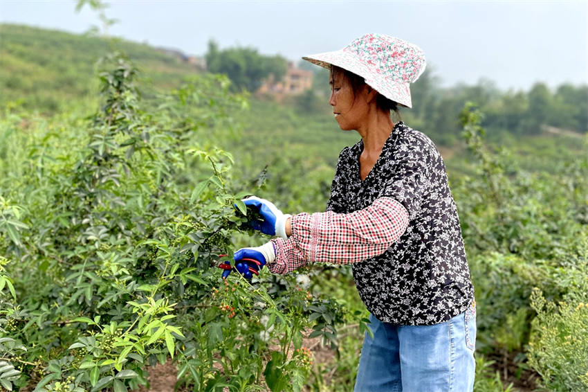 四合村村民在青花椒產業園採收青花椒。瀘縣融媒體中心供圖